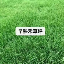 进口早熟禾草坪草籽绿化四季常青耐践踏庭院公园耐寒耐旱地毯