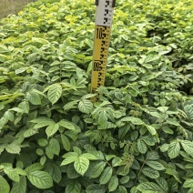火焰木绿化苗木基地自产自销量大价格优惠