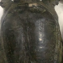 6斤多老甲鱼