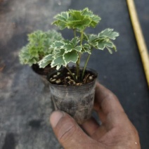 盆栽60#小雪花福绿桐盆栽110盆价格7元1盆少量