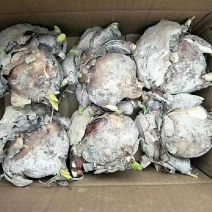 漳州水仙花种球水培耐寒冬季四季花卉年宵花庭院内外阳台室内