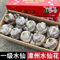 福建漳州水仙花种球重瓣花卉水培浓香型冬季耐寒特大号雕刻大