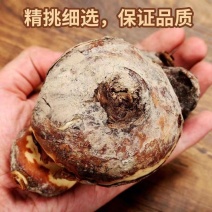 正宗福建漳州水仙花水培种球特级绿植冬季室内开花浓香型耐寒