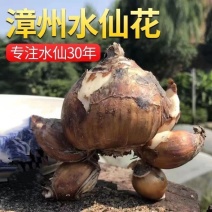 正宗福建漳州水仙花水培种球特级绿植冬季室内开花浓香型耐寒