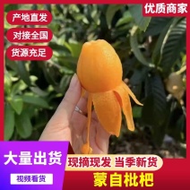 汉源早钟五星枇杷大量上市代购供货现摘现发各种渠道