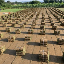 矮生台湾草