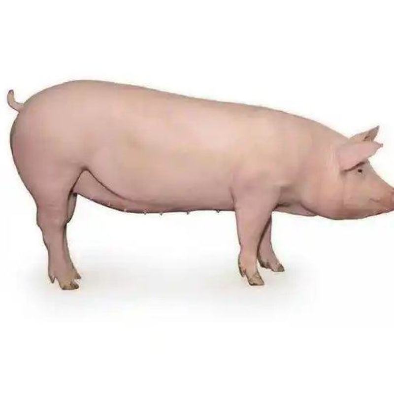 商品猪批发