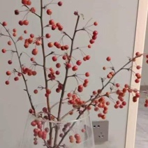 海棠果切花海棠鲜切海棠枝条