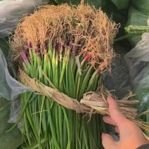 晨宝洋葱苗免费技术指导提供销路正规育苗基地