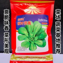 丹麦引进板叶茼蒿种子四季耐热耐寒蔬菜大叶茼蒿菜种籽蓬蒿菜
