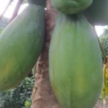 红心大白木瓜