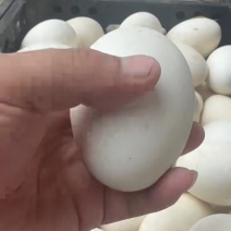 鹅蛋腌制真鹅蛋130−160克，红泥腌制
