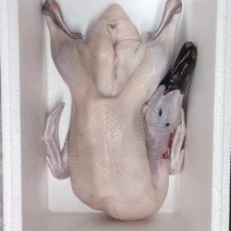 批发零售现杀麻鸭，蛋鸭满堂净堂