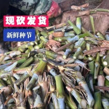 高产大叶皇竹草多年生耐寒耐冻种一次收割10年养殖牛马