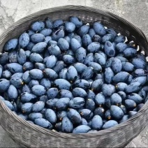 橄榄黑榄信宜本地黑榄乌榄鲜果腌制榄肉