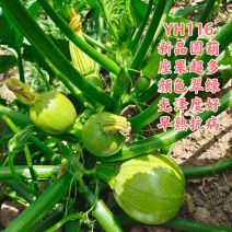 YH116新品圆葫，座果多，颜色翠，光泽好，早熟抗病