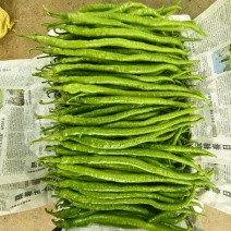 辣椒8号椒