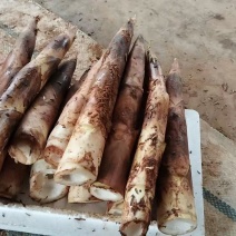 精品雷竹笋竹笋各种规格大量供应可视频看货欢迎来电采