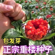 正宗云南重楼种子七月一枝花红白滇重楼种苗血红独角莲矮杆多