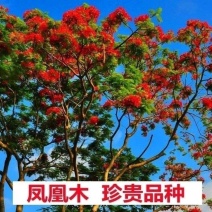 凤凰木种子凤凰木树种当年新采凤凰木树籽树种优质新种林木种