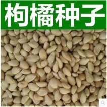 新采枸橘种子枳壳种子香橙红橘种子香橼嫁接砧木树种籽