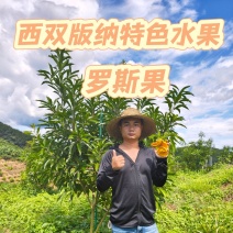 罗斯果