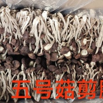 江西省抚州市广昌县茶树菇产地直销精品五号菇剪根