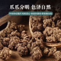 『无中间商』安徽猫爪草批发自种自卖量大价优欢迎咨询