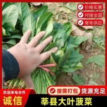 精品菠菜基地直销诚信经营叶菜产地直供