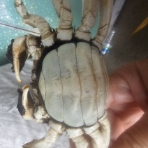 超便宜的螃蟹来啦这里是河北唐山丰南区