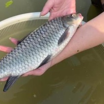 清波鱼