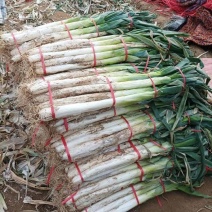 大葱售卖大量批发零售