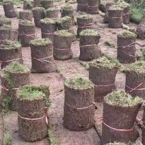 草皮