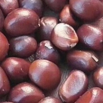 26年新产芍药籽有自己育的种苗基地不满意包退货