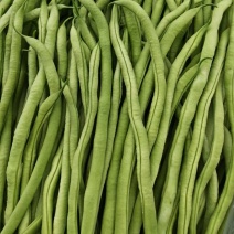 无筋豆15厘米以上宁夏产地址发新鲜，发货量大从优