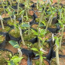 虎斑二号沉香树苗奇楠沉香苗大量供应基地直发可视频看