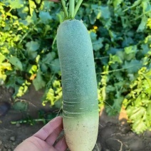 正宗精品希卡利水果萝卜大量上市供应，量大质优脆甜不辣