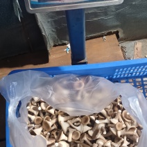 农家精品猪肚菇少量
