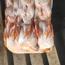 黄皮鸭二级黄皮鸭规定齐全长期有货质量好可以视频看货