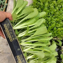 精品绍菜苗，优质绍菜苗
