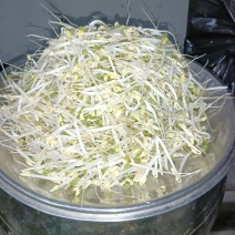 豆好香瓦罐豆芽，绿色健康，***豆芽。瓦罐豆芽自然生长。