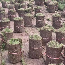 草皮绿化