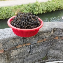 大量新狗爪豆干出货了，欢迎各位老板前来洽谈合作