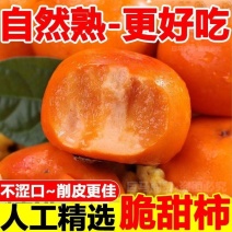 当季脆甜冰糖心巧克力柿子无核硬黄柿水果整箱批发
