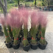 水生植物粉黛乱子草1加仑、2加仑、5加仑，欢迎来一亩田订
