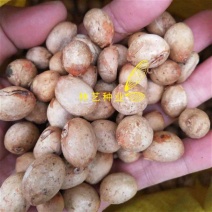 伯乐树种子钟萼木阳台耐寒耐热适合南北方种植
