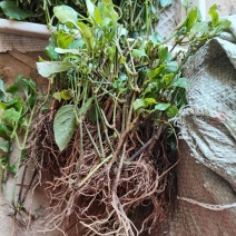 血通菜苗绿线叶宽叶十万错铁打草盗偷草四季野菜当季火锅蔬菜