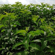 南非叶树苗将军叶药王叶苦丁茶非洲草阳台药庭院盆栽绿植观赏