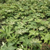 青杆大通草苗
