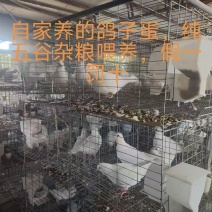 杂粮鸽子蛋
